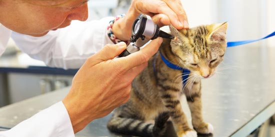 Eine Katze auf dem Behandlungstisch wird untersucht
